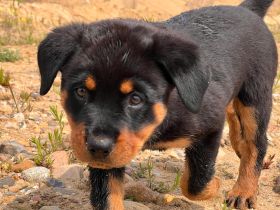 Rottweiler Welpen