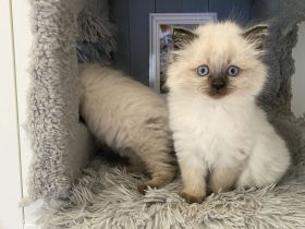 Siam/Maincoon Kitten