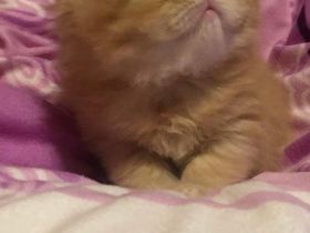 Perserkater Perserkitten Perser mit Nase