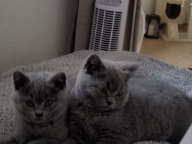 Verschmuste BKH Kitten w und m