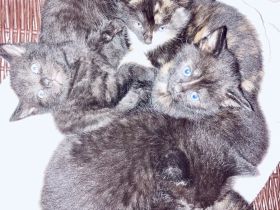 kleine Kitten zum Liebhaben