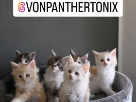 Maine Coon Kitten Reinrassig mit Stammbaum