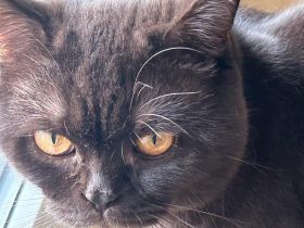 Bilderschöner BKH Kater sucht neues Zuhause