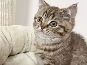 Super süße BKH Kitten