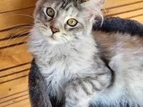 Maine Coon Kitten