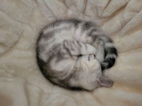 Kleine BKH Dame such ein Zuhause