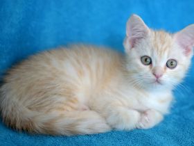 BKH Kuschelbärchen, sehr verschmust ❤️