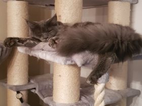 2 Maine coon kitten