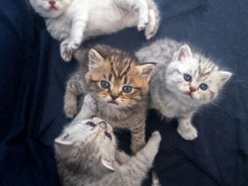 BKH Kitten, British Kurzhaar Babykatzen