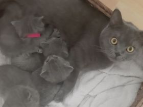 BKH Kittens Kartäuser Chartreux Russisch