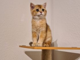 Reinrassige BKH und BLH Kitten mit Stammbaum