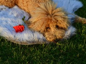 Traumpudel darf gesunde Hündinnen daten ! ;) Pudel Deckrüde / Mittelpudel / Doodle / Mediumdoodle !