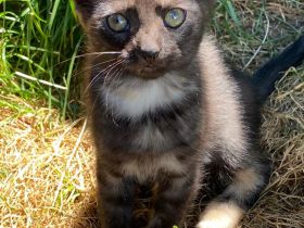 2liebe Kätzchen,weibl., geb.08.04.23