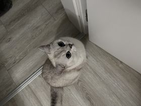 Deckkater sucht Dame