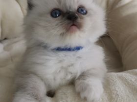 Ragdoll Kitten mit FIFE Stammbaum