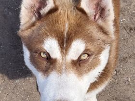 3 Junge Husky 5 Monate alt