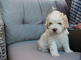 Lagotto Romagnolo Welpen - Allergikerfreundliche Rasse