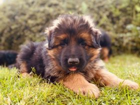 Welpen Schäferhund Langstockhaar