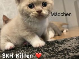 Reinrassige BKH Kitten