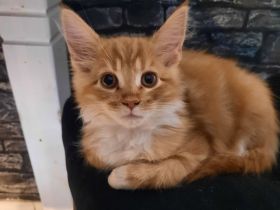 Norwegischewaldkatze/maincoon