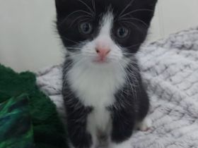 Europäische kurzhaarige Katzen