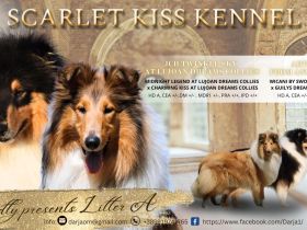 Collie-Welpen mit Stammbaum FCI