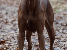 Rhodesian Ridgeback