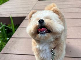 süße pommersche Welpen