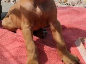 Rhodesian Ridgeback Welpen