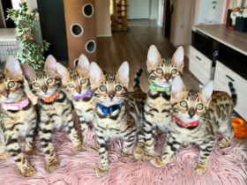 Wunderschöne Bengal Kitten gechipt geimpft mit Stammbaum