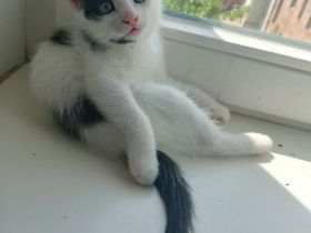 4 kleine kitten suchen ab Mitte Juni ein liebevolles Zuhause 🤗