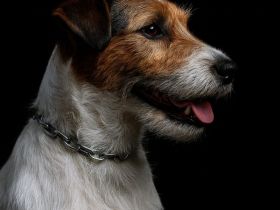 Jack Russell Terrier Deckrüde mit Papieren