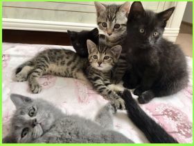 BKH Britisch Kurzhaar Kitten Kätzchen Katze getigert gestreift grau schwarz