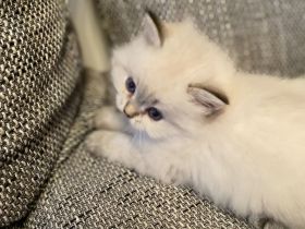 BLH/ Heilige Birma Mix