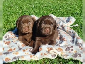 Wunderschöne Labradorwelpen in chocolate mit Papieren