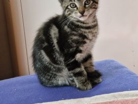 2 Ragdoll-Mix Katerchen suchen ein liebevolles neues Königreich