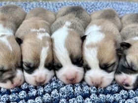 Welsh Corgi Pembroke FCI