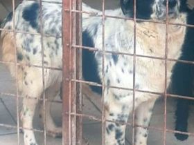 liebe, kastrierte Gaby im Tötungstierteim hofft auf Rettung durch tierliebe Menschen