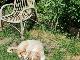 Reinrassiger australian shepherd rüde