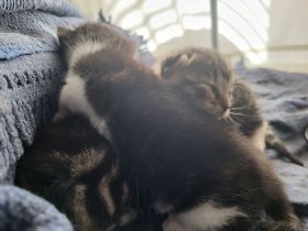 Mischlingskitten zu vermitteln