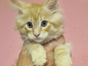 Maine coon mit stammbaum