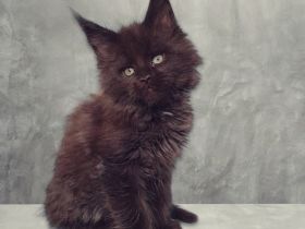 Maine Coon Mädchen m. Stammbaum