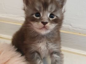 Maine Coon Katerchen m. Stammbaum