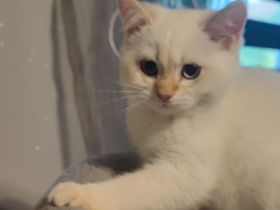 BHK Kitten mit Stammbaum