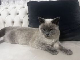 Verkaufe zuckersüßen British Kurzhaar