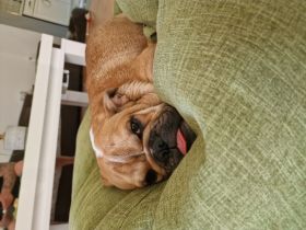 Englische Bulldogge Weibchen