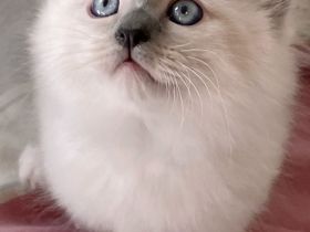 Reinrassige Heilige Birma Kitten in Stuttgart