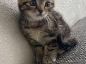 Mein Mixkater 14 Wochen alt suchten neues zuhause