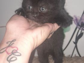 Kitten BKH 2 Mädchen