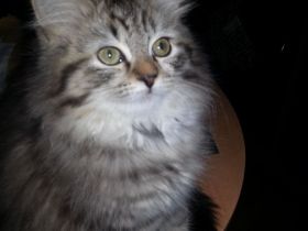 BLH EKH Kitten 8 Monate m/w